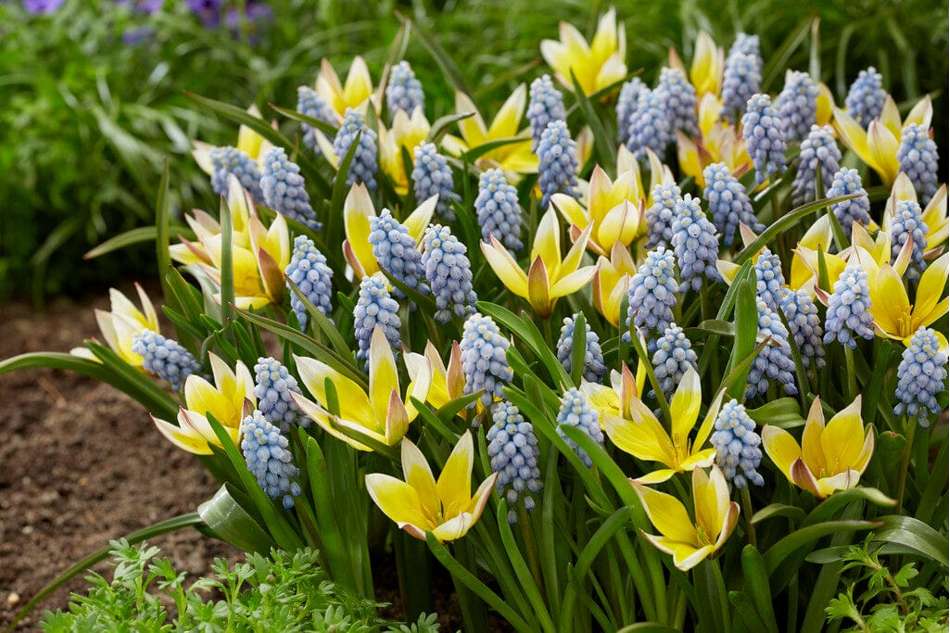 'Petit Love' lökblandning